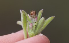 Gamochaeta stagnalis