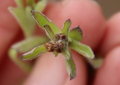 Gamochaeta stagnalis