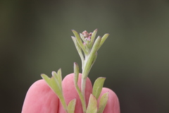 Gamochaeta stagnalis