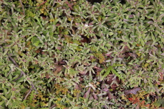 Gamochaeta stagnalis