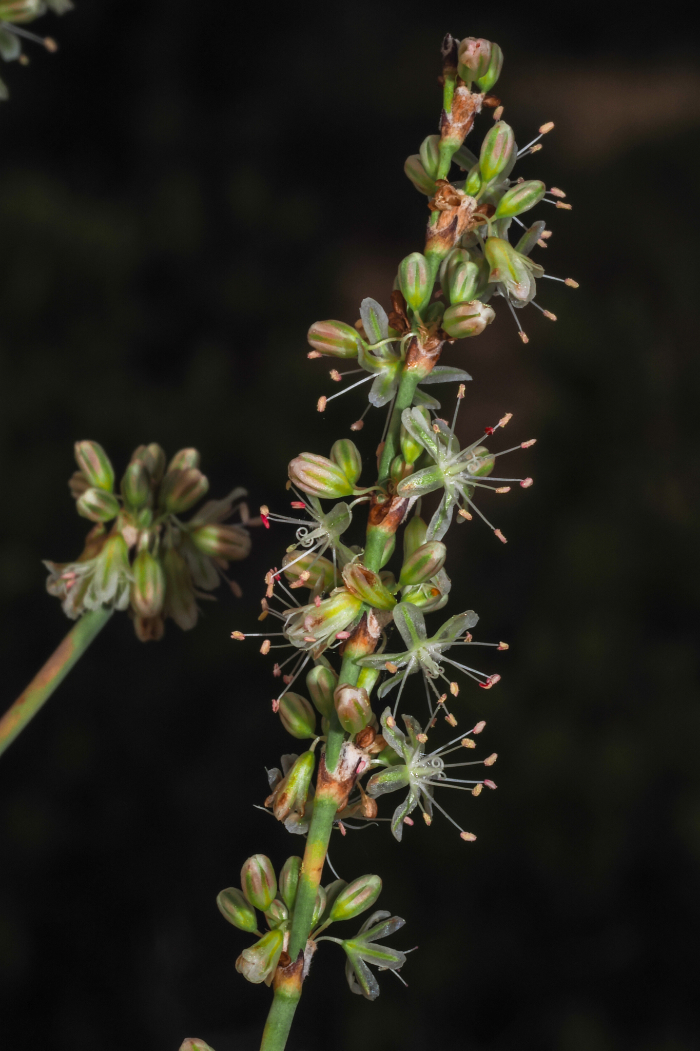 Eriogonum zionis