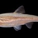 Notropis - Photo (c) m_ignoffo, μερικά δικαιώματα διατηρούνται (CC BY-NC), uploaded by m_ignoffo