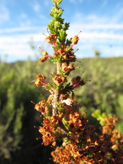 Erica paniculata