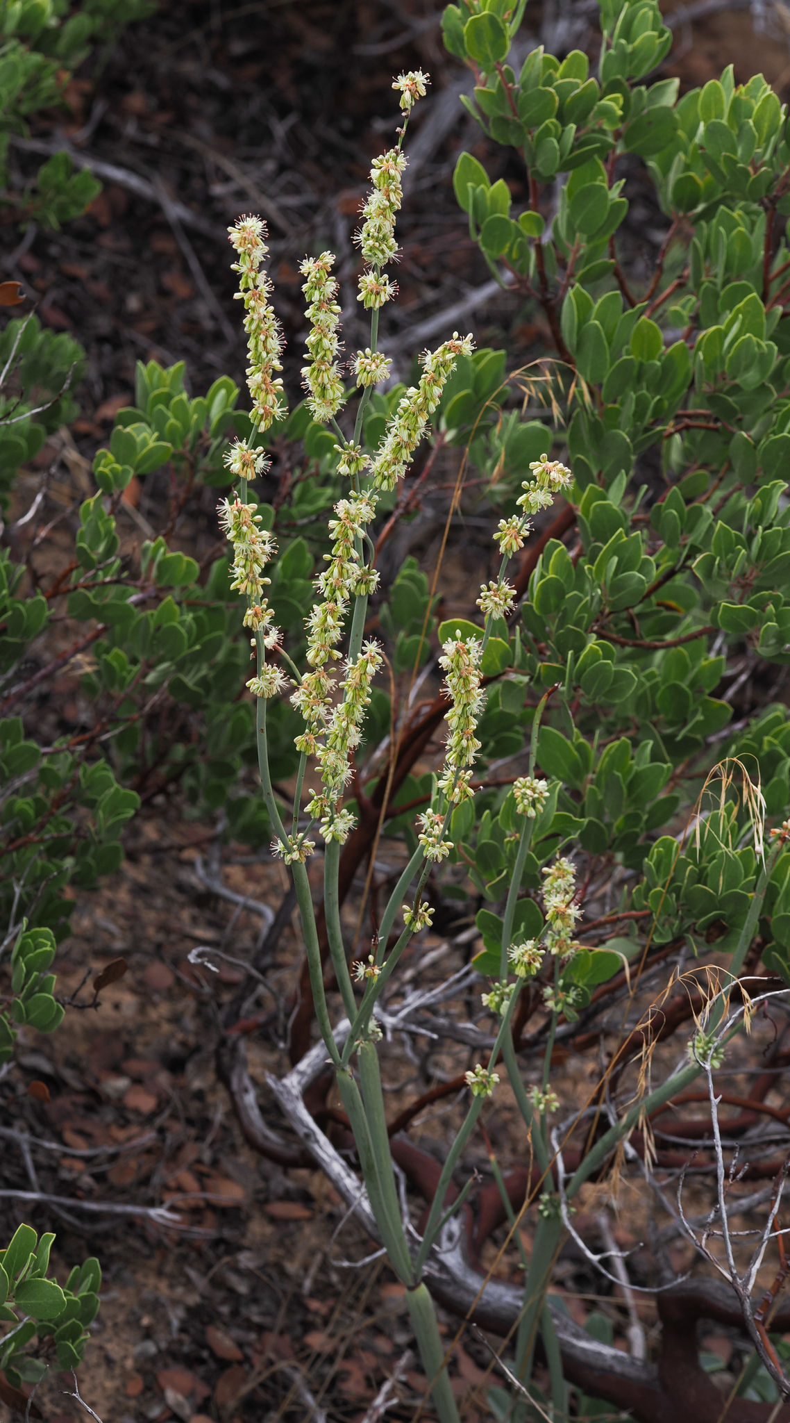 Eriogonum zionis var. zionis
