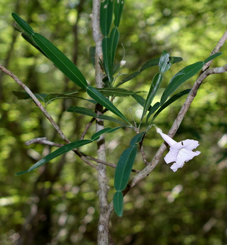 Phyllarthron bernierianum