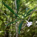 Phyllarthron bernierianum - Photo no rights reserved, uploaded by Romer Rabarijaona