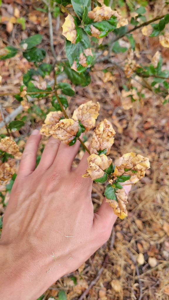 Oak twig blight