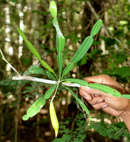 Phyllarthron bernierianum, photograph 1