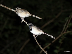 Copsychus albospecularis