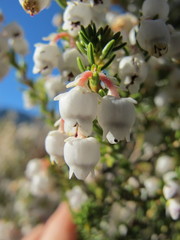 Erica spectabilis