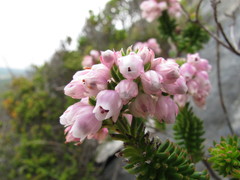 Erica pulvinata