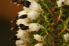 Erica penicilliformis