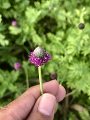 Dalea emarginata