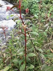 Kohleria trianae