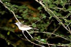 Copsychus albospecularis