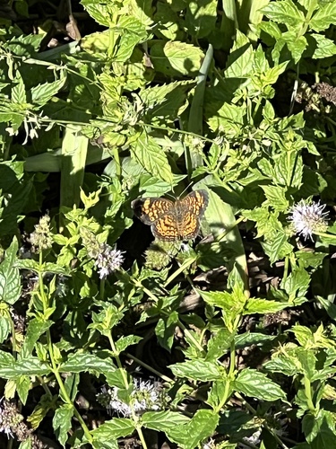 Pearl Crescent, Post Ln, Middleburg, VA, US, photo 5 of 10