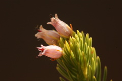 Erica phillipsii