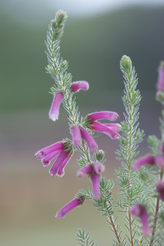Fat Prince Heath (Erica latituba)