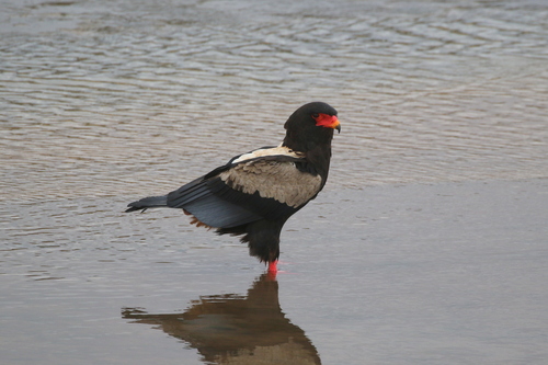 Bateleur (Terathopius ecaudatus), photo 7