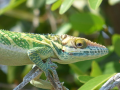 Anolis smallwoodi