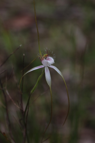 Image of Caladenia speciosa by (c) Hugo Innes, some rights reserved (CC BY)