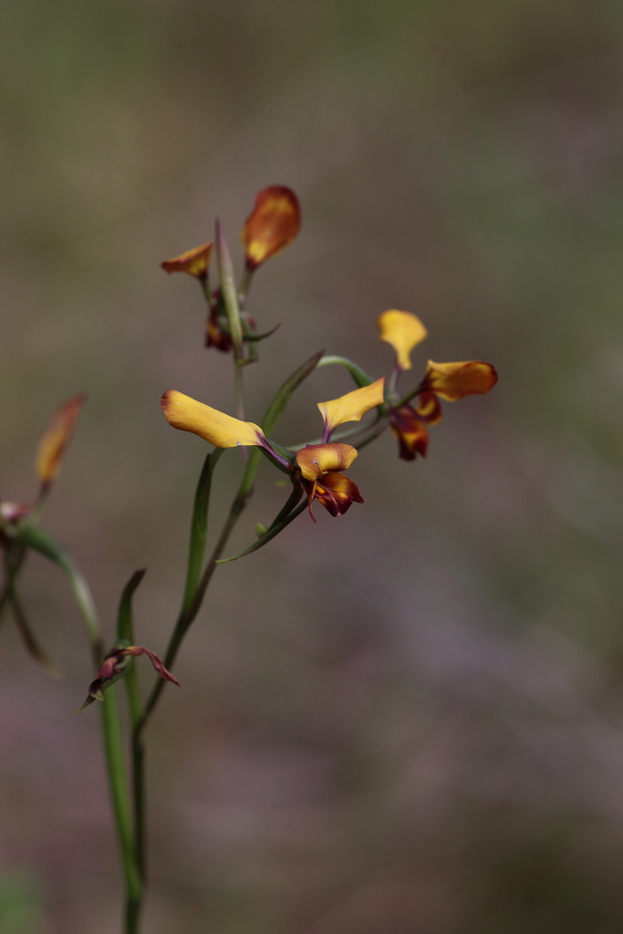Diuris cruenta