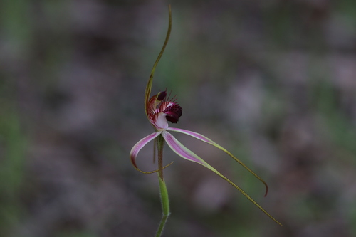 Image of Caladenia georgei by (c) Hugo Innes, some rights reserved (CC BY)