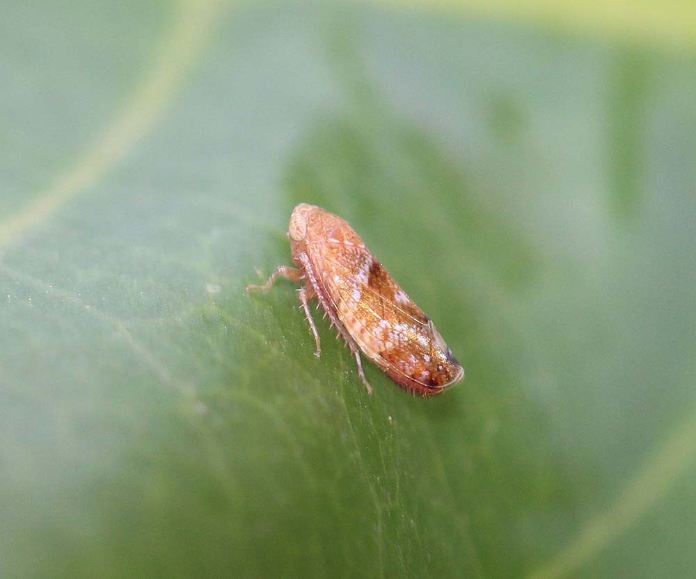 Hishimonus aberrans