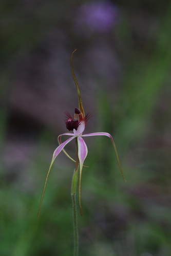 Image of Caladenia georgei by (c) Hugo Innes, some rights reserved (CC BY)