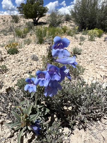 Ward's Beardtongue (Penstemon wardii)