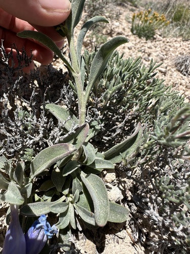 Image of Penstemon wardii by (c) Matt Berger, some rights reserved (CC BY)