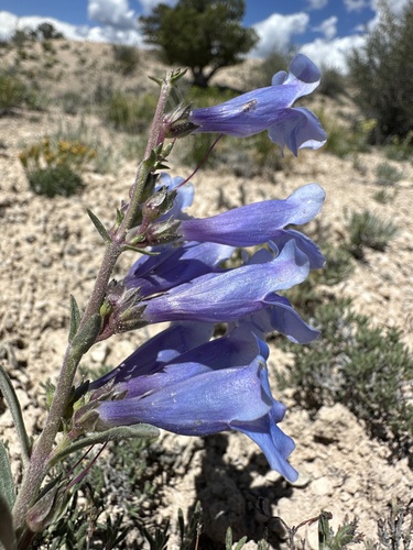Image of Penstemon wardii by (c) Matt Berger, some rights reserved (CC BY)