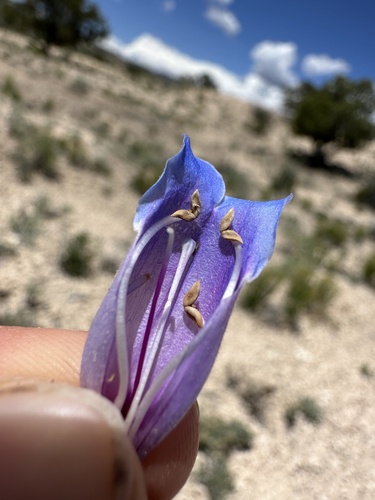 Image of Penstemon wardii by (c) Matt Berger, some rights reserved (CC BY)