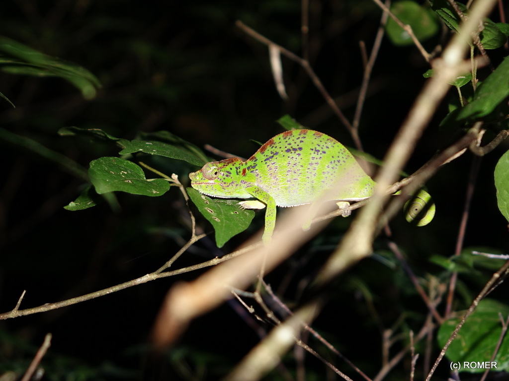 Laborde's Chameleon