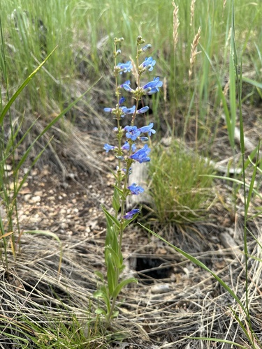 Image of Tidestrom's Beardtongue (Penstemon tidestromii) by (c) Matt Berger, some rights reserved (CC BY)