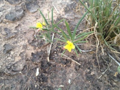 Talinum polygaloides