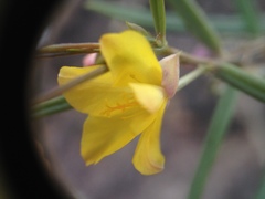 Talinum polygaloides