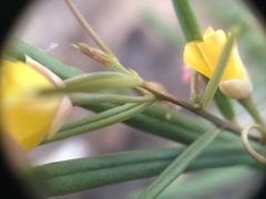 Talinum polygaloides