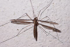 Tipula nova