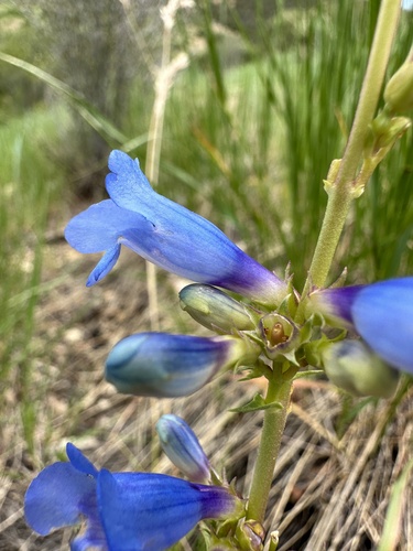 Image of Tidestrom's Beardtongue (Penstemon tidestromii) by (c) Matt Berger, some rights reserved (CC BY)