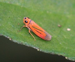Evacanthinae