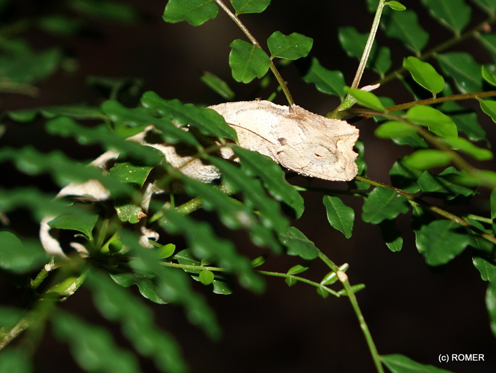Brygoo's Leaf Chameleon