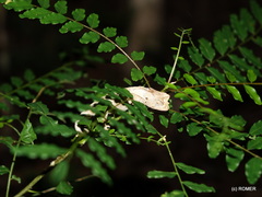 Brookesia brygooi
