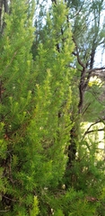 Ericeae