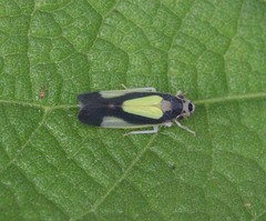 Evacanthinae
