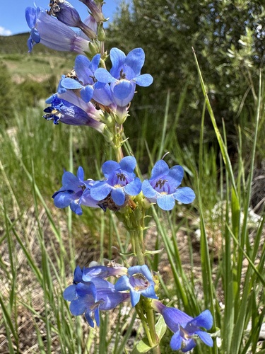 Image of Tidestrom's Beardtongue (Penstemon tidestromii) by (c) Matt Berger, some rights reserved (CC BY)