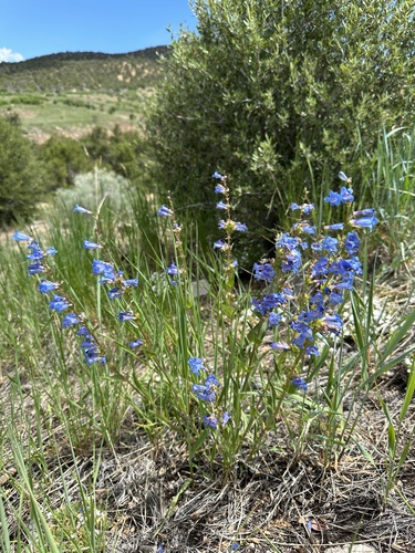 Tidestrom's Beardtongue (Penstemon tidestromii)