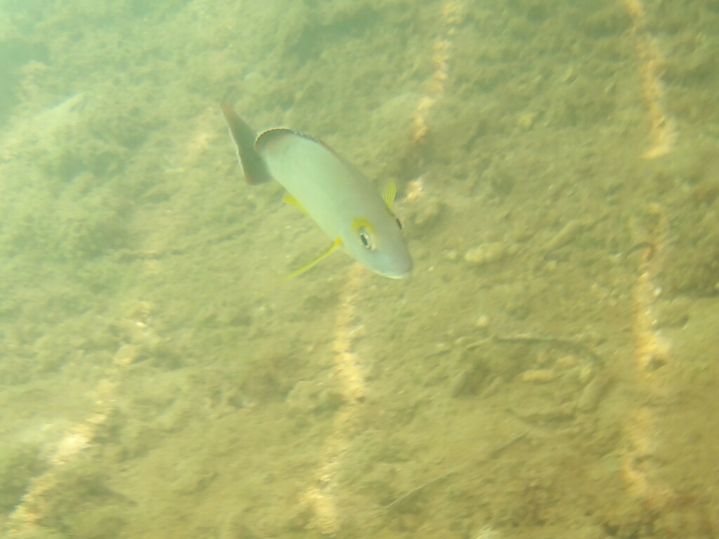 Blacktail Snapper from Moorea, French Polynesia, PF on September 17 ...