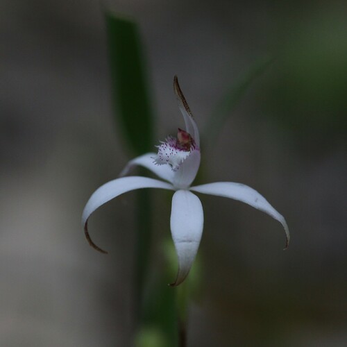Image of Caladenia hirta by (c) Hugo Innes, some rights reserved (CC BY)
