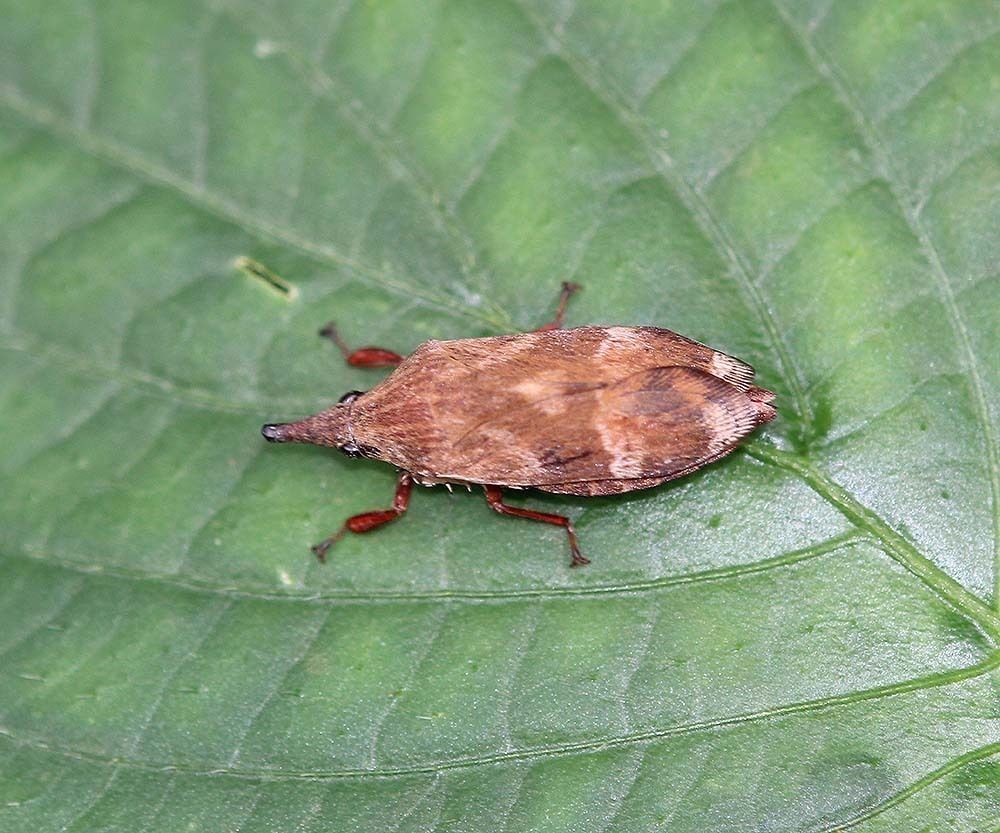 Hylicinae